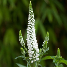Veronica First Lady - Compact Perennial, Graceful Purple Blooms (10-20cm Height Including Pot)