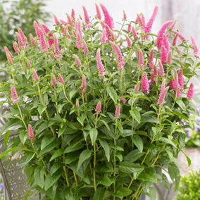 Veronica First Love - Vibrant Perennial, Pink Flower Spikes (10-20cm Height Including Pot)