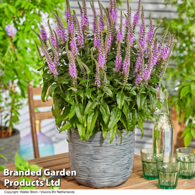 Veronica Lavender Lightsaber 9cm Pot x 1