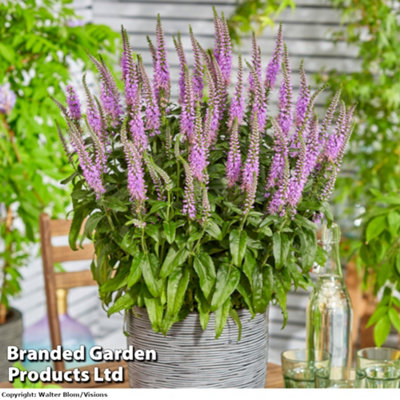 Veronica Lavender Lightsaber 9cm Pot x 1