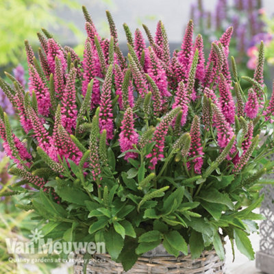 Veronica Purplegum Candles 3 Jumbo Plug Plants 35mm - 3