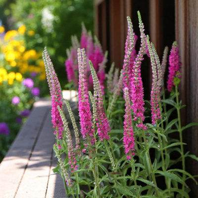 Veronica Spicata Red Fox 1 x 9cm Pot - Hardy Perennial Spiked