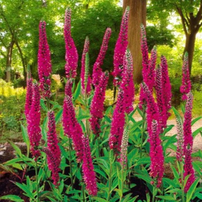 Veronica Spicata Ronica Fuschia 2 x 9cm Pot - Hardy Perennial