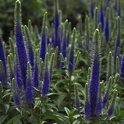 veronica-spicata-royal-candles-indigo-blue-perennial-2x-1l-potted-plants