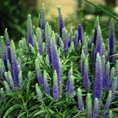 veronica-spicata-royal-candles-indigo-blue-perennial-2x-1l-potted-plants
