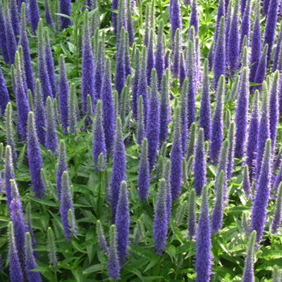 veronica-spicata-royal-candles-indigo-blue-spikes-easy-perennial-1x-1
