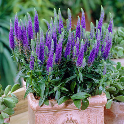 Veronica Spicata 'Ulster Blue Dwarf' Speedwell in a 9cm Pot (Pack of 3)