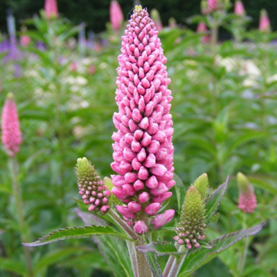 Veronica x Media First Love Pink Summer Flower Spikes Hardy Perennial ...