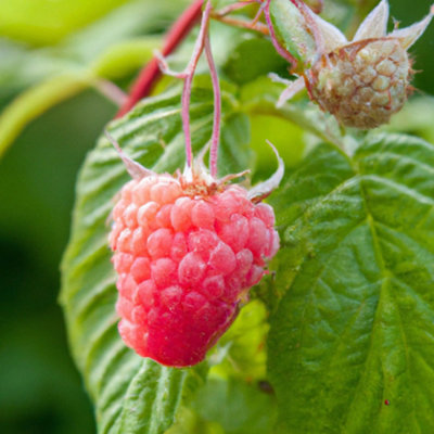 Versaille Raspberry (Rubus) Tree - 1Ltr Potted
