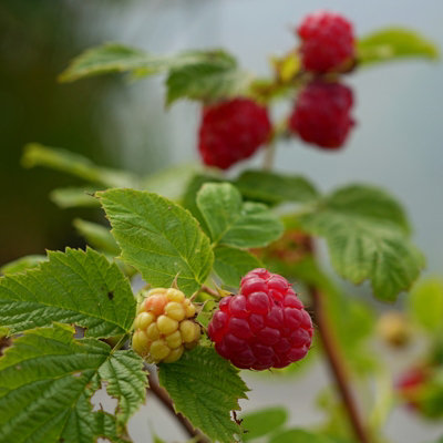 Versaille Raspberry (Rubus) Tree - 1Ltr Potted