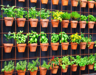 Vertical garden with wall-mounted terracotta plant pots filled with herbs, turning a plain wall into a lush green oasis.