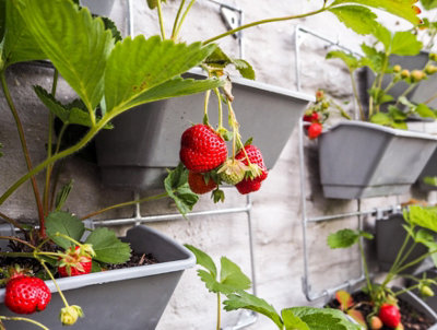 Vertical garden with grey containers attached to a wire trellis, growing strawberries.
