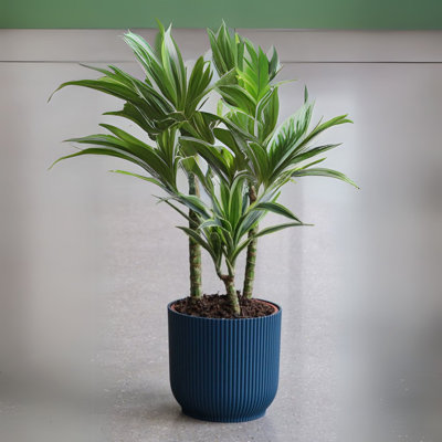 Vibes Fold Round Plant Pot Indoor Home Decorative Flower Herb Planter Embossed Design Recycled Plastic 18cm Deep Blue Navy