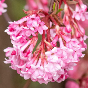 Viburnum Charles Lamont - Fragrant Flowering Shrub, Pink Blossoms (20-30cm Height Including Pot)