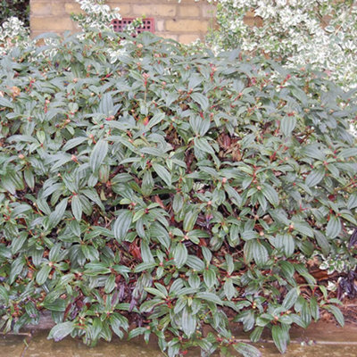 Viburnum Davidii Garden Plant - Evergreen Foliage, Clusters of White Flowers (15-30cm Height Including Pot)