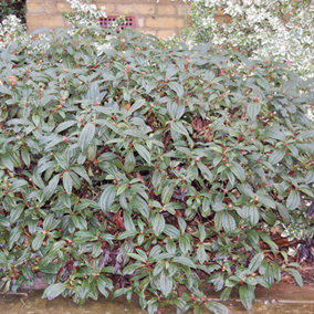 Viburnum Davidii Garden Plant - Evergreen Foliage, Clusters of White Flowers (15-30cm Height Including Pot)