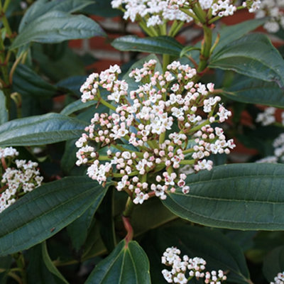 Viburnum Davidii Garden Plant - Evergreen Foliage, Clusters of White Flowers (15-30cm Height Including Pot)