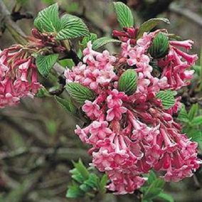 Viburnum Dawn Fragrant Winter Flowering Pink Shrub Large 2-3ft in a 2 Litre Pot