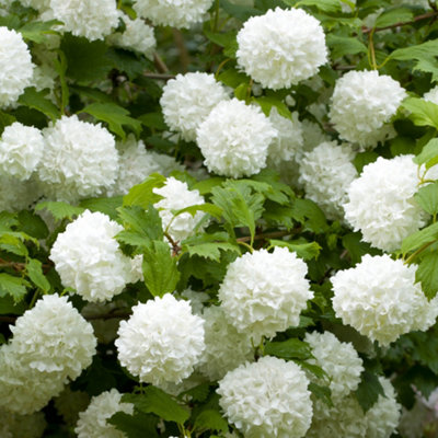 Viburnum Eskimo Standard Shrub in a 3L Pot