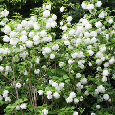 Viburnum Eskimo Standard Shrub in a 3L Pot