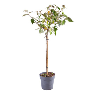 Viburnum Eskimo Standard Shrub in a 3L Pot - 3