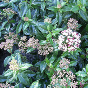 Viburnum Eve Price Plant - Fragrant Blooms, Compact Size, Cold-Hardy (20-30cm Height Including Pot)