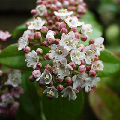 Viburnum Eve Price Plant - Fragrant Blooms, Compact Size, Cold-Hardy (20-30cm Height Including Pot)