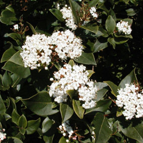 Viburnum French White Plant - Fragrant Blooms, Compact Size, Cold-Hardy (20-30cm Height Including Pot)