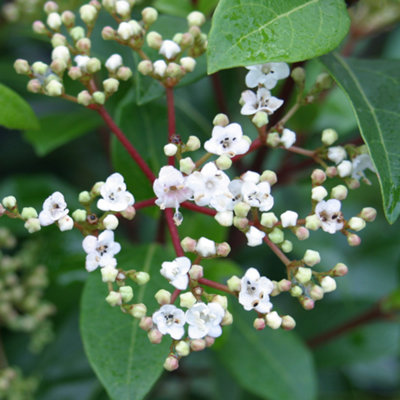 Viburnum French White Plant - Fragrant Blooms, Compact Size, Cold-Hardy (20-30cm Height Including Pot)