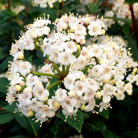 Viburnum French White - Potted Outdoor Plant, White Flowers, Hardy, Low Maintenance (20-30cm Height Including Pot)