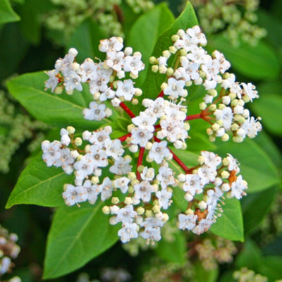 Viburnum French White - Potted Outdoor Plant, White Flowers, Hardy, Low Maintenance (20-30cm Height Including Pot)