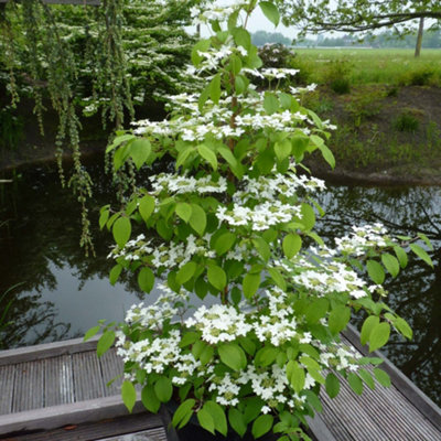 Viburnum Kilimanjaro 3.6 Litre Potted Plant x 1