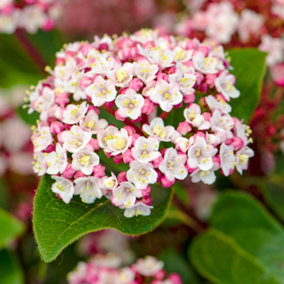 Viburnum Lisarose Garden Plant -  Elegant White and Pink Blooms, Compact Size (20-30cm Height Including Pot)