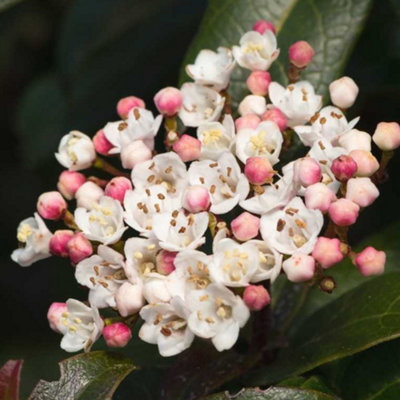Viburnum Lisarose Garden Plant -  Elegant White and Pink Blooms, Compact Size (20-30cm Height Including Pot)