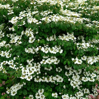 Viburnum Mariesii Garden Plant - White Lacecap Flowerheads, Compact Size (20-30cm Height Including Pot)
