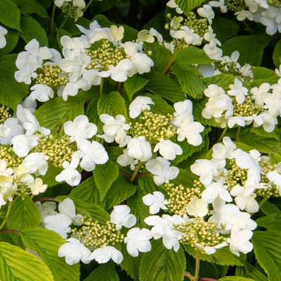Viburnum Mariesii Garden Plant - White Lacecap Flowerheads, Compact Size (20-30cm Height Including Pot)