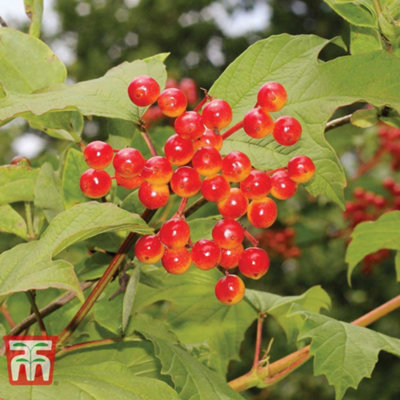 VIBURNUM OPULUS SNOWBALL SHRUB 9CM POT X 1