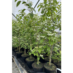 Viburnum plicatum Kilimandjaro Extra Large 4ft Supplied in a 5 Litre Pot