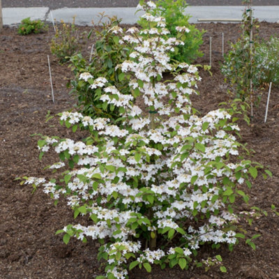 Viburnum plicatum Kilimanjaro Sunrise 3L