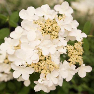 Viburnum plicatum Kilimanjaro Sunrise 3L - 4