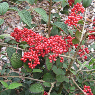 Viburnum plicatum Kilimanjaro Sunrise 3L - 5