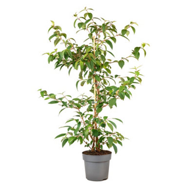 Viburnum plicatum Kilimanjaro Sunrise 3L - 6