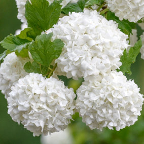 Viburnum Roseum Garden Plant - White Spherical Blooms, Compact Size (20-30cm Height Including Pot)