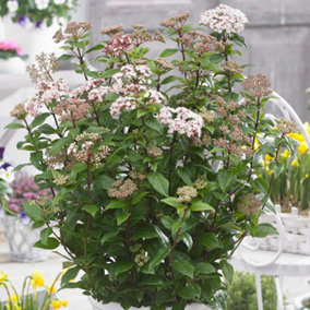Viburnum Spirit - Compact Evergreen Shrub, Fragrant Flowers (20-30cm Height Including Pot)