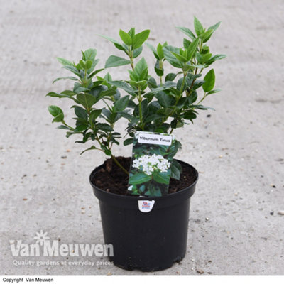 Viburnum tinus 9cm Potted Plant x 1