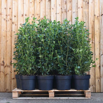 Viburnum Tinus 'Eve Price' 70cm Height Evergreen Instant Hedge Pack of