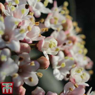 Viburnum tinus Eve Price 9cm Potted Plant x 1