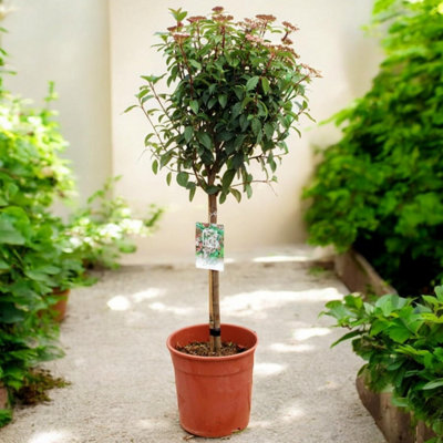 Viburnum tinus Eve Price Patio Tree in 7L Pot - 1m Lollipop Stem ...