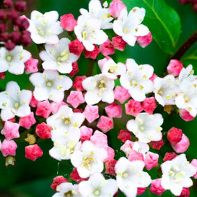 Viburnum Tinus Garden Plant - Evergreen Shrub, White Blooms, Compact Size (20-30cm Height Including Pot)