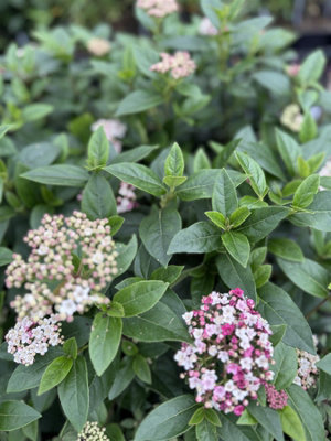 VIBURNUM TINUS GWENLLIAN EVERGREEN GARDEN SHRUB BY DIRECT PLANTS
